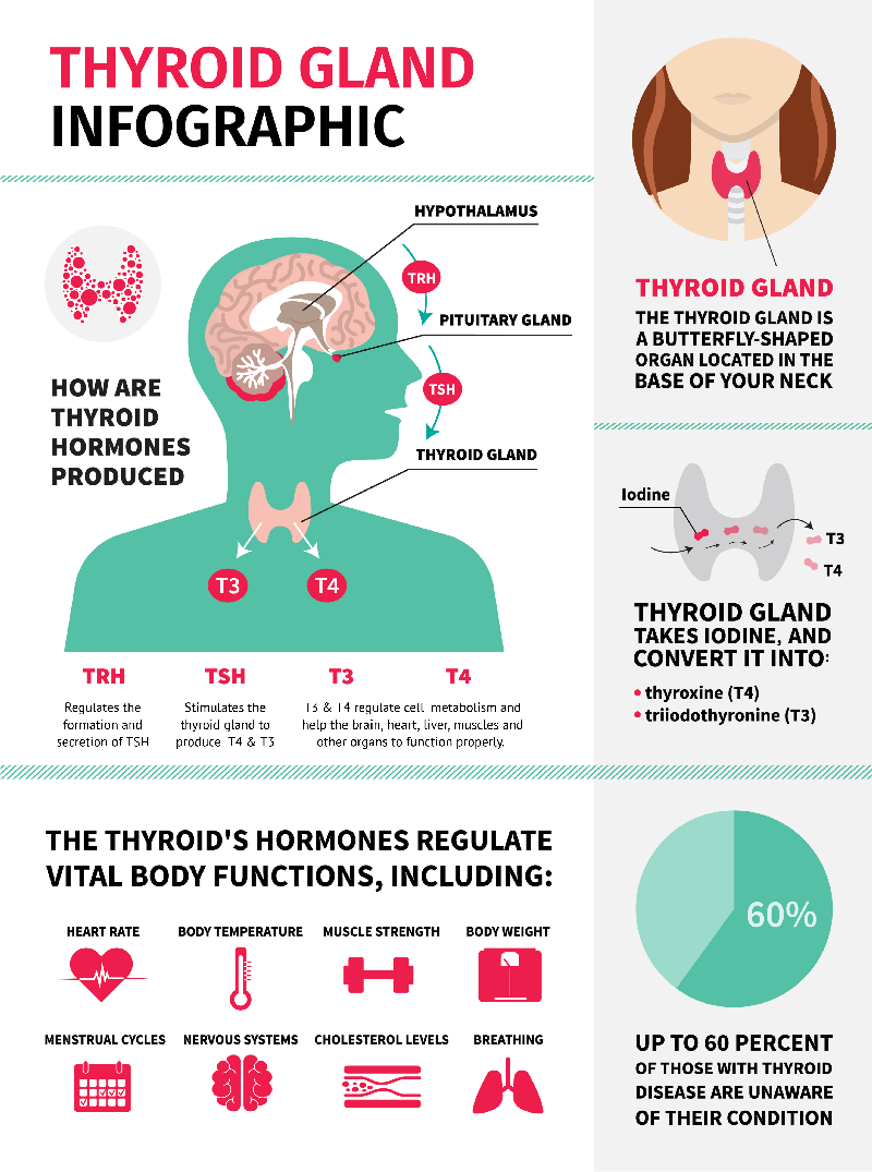 Thyroid Infographic